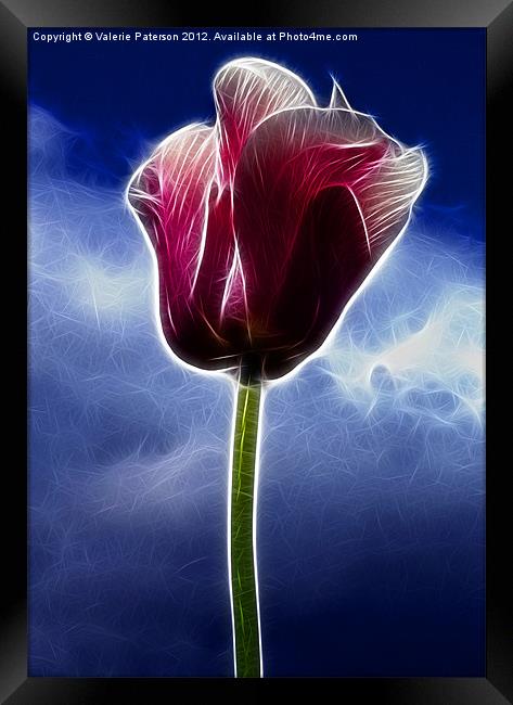 Fiery Tulip Framed Print by Valerie Paterson