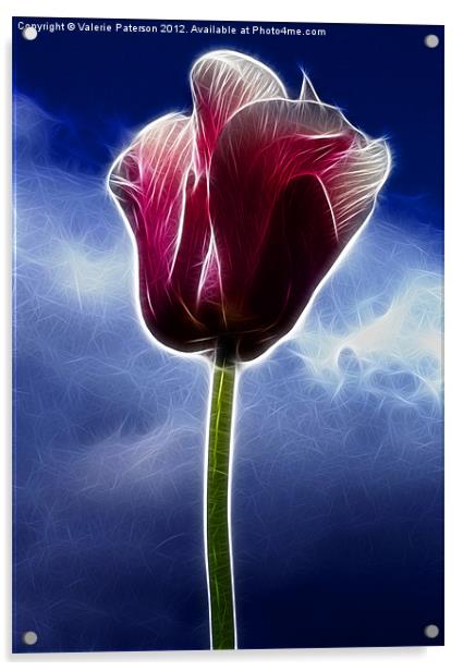Fiery Tulip Acrylic by Valerie Paterson