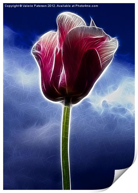 Fiery Tulip Print by Valerie Paterson