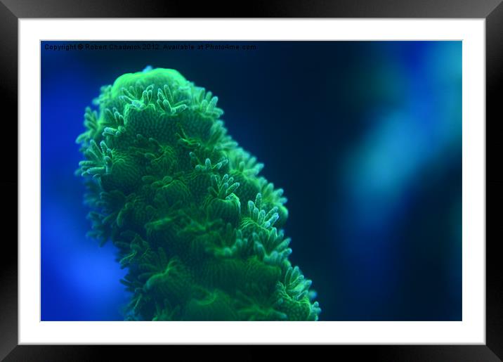 Green Acropora sp Framed Mounted Print by Robert Chadwick