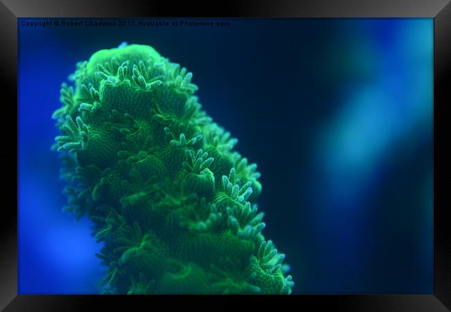 Green Acropora sp Framed Print by Robert Chadwick