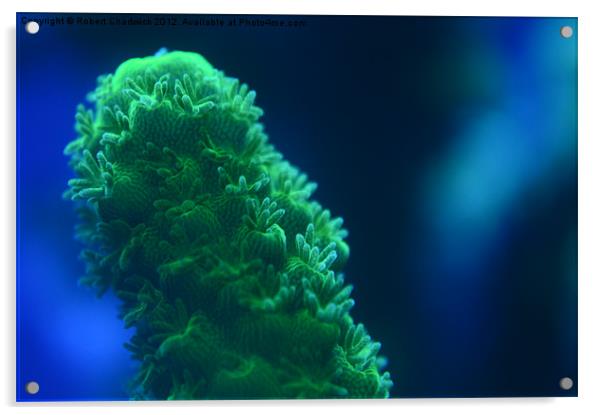 Green Acropora sp Acrylic by Robert Chadwick