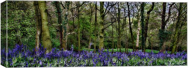 Bluebell Wood Panaramic Canvas Print by Northeast Images