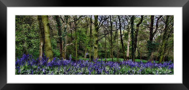 Bluebell Wood Panaramic Framed Mounted Print by Northeast Images