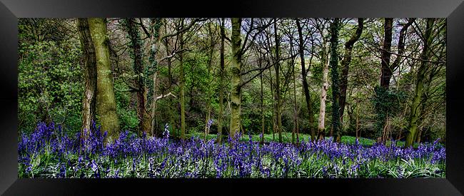 Bluebell Wood Panaramic Framed Print by Northeast Images
