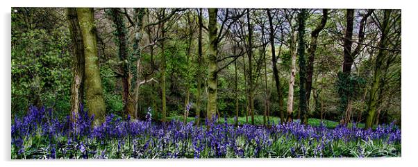 Bluebell Wood Panaramic Acrylic by Northeast Images