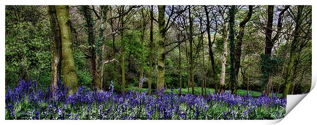 Bluebell Wood Panaramic Print by Northeast Images