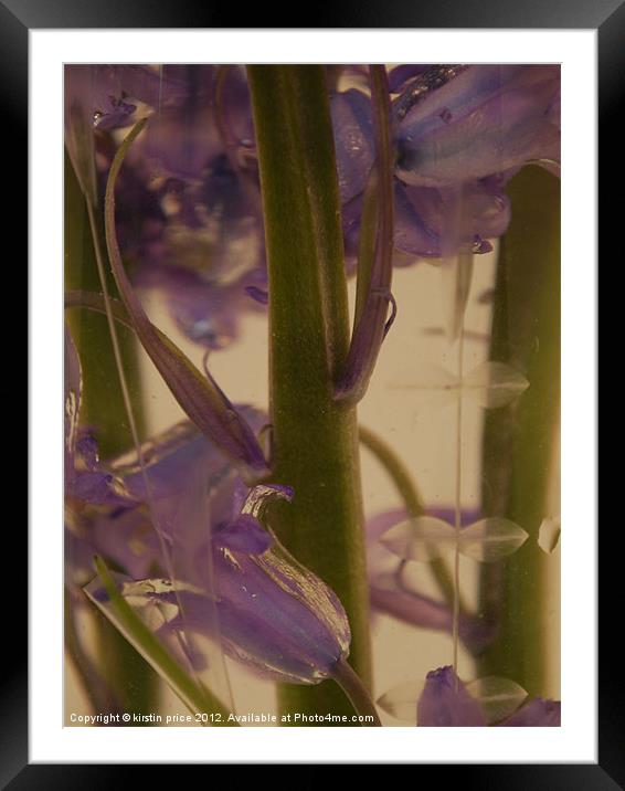 bluebell Framed Mounted Print by kirstin price