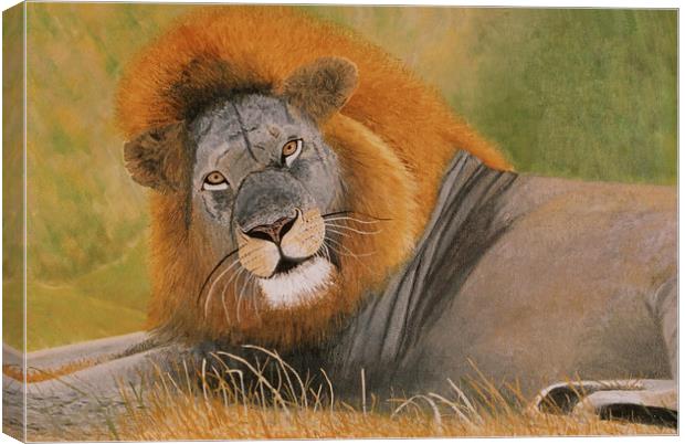 Lion at Rest Canvas Print by Olive Denyer