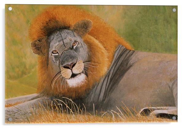 Lion at Rest Acrylic by Olive Denyer