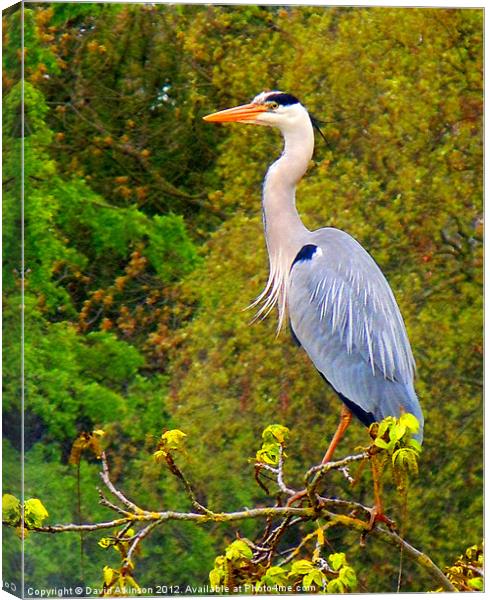HERON ON THE LOOKOUT Canvas Print by David Atkinson