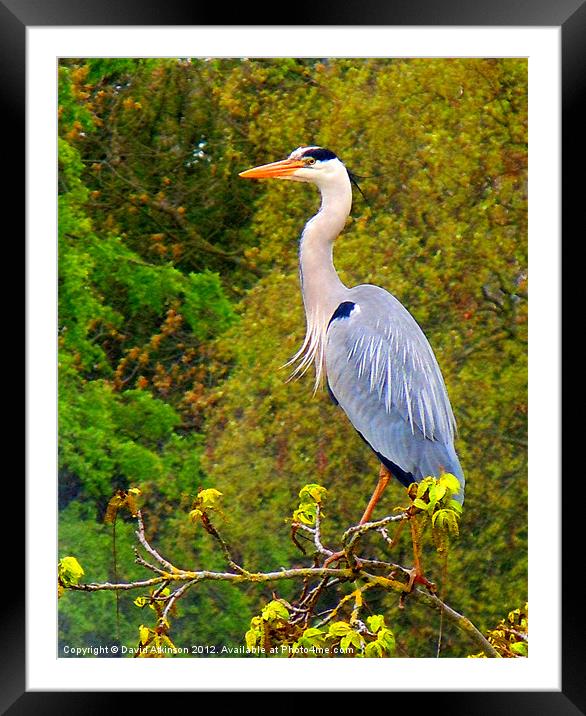 HERON ON THE LOOKOUT Framed Mounted Print by David Atkinson