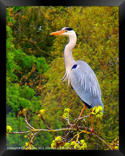 HERON ON THE LOOKOUT Framed Print by David Atkinson