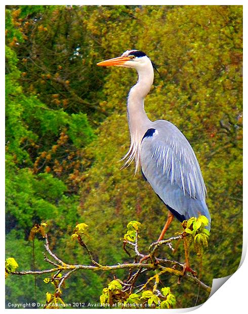 HERON ON THE LOOKOUT Print by David Atkinson