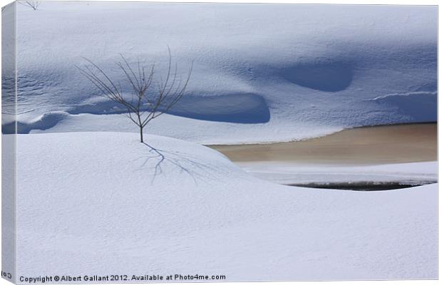 Shadows of Winter Canvas Print by Albert Gallant