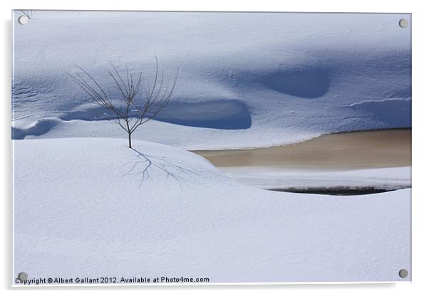 Shadows of Winter Acrylic by Albert Gallant