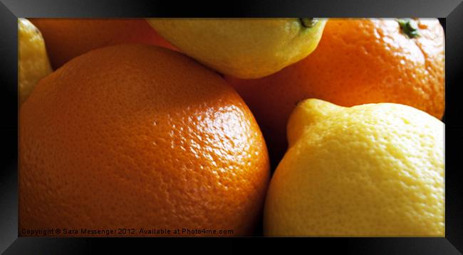 Oranges & Lemons Framed Print by Sara Messenger