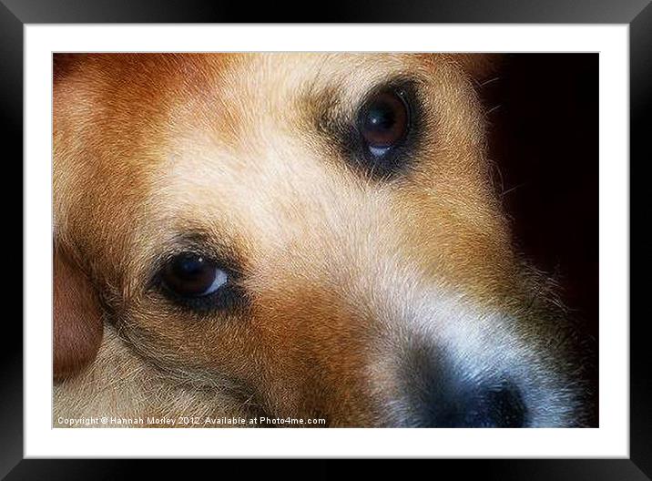 Orange Patterdale Terrier Framed Mounted Print by Hannah Morley