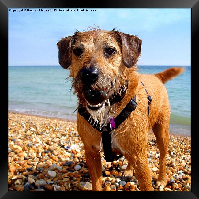 Patterdale Terrier Framed Print by Hannah Morley