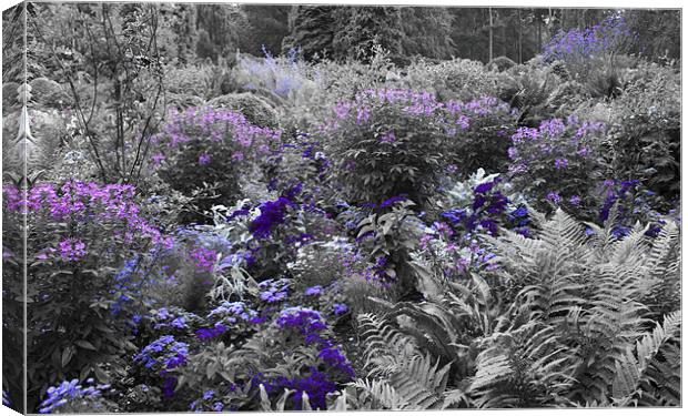Purple Isoloations Canvas Print by Dean Messenger