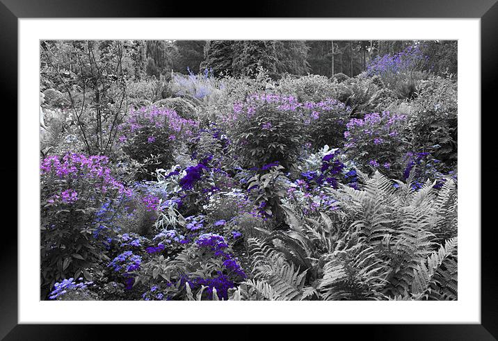 Purple Isoloations Framed Mounted Print by Dean Messenger