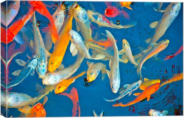 japanese fish Canvas Print by radoslav rundic