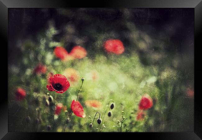 Meadows in Red Framed Print by Simon Wrigglesworth