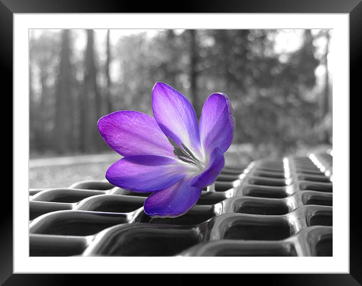 purple flower Framed Mounted Print by Bridget M