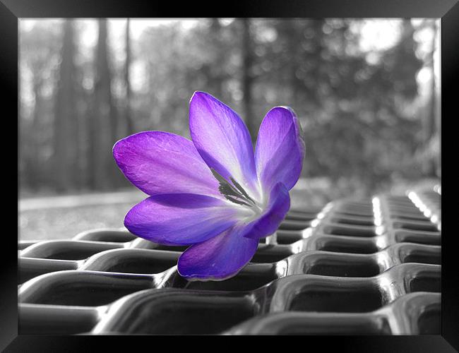 purple flower Framed Print by Bridget M