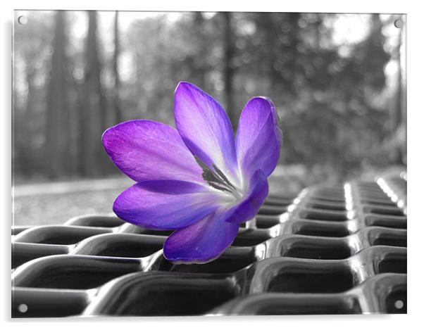purple flower Acrylic by Bridget M