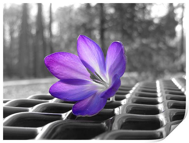 purple flower Print by Bridget M
