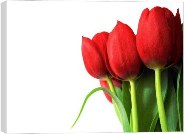 red tulips Canvas Print by Heather Newton
