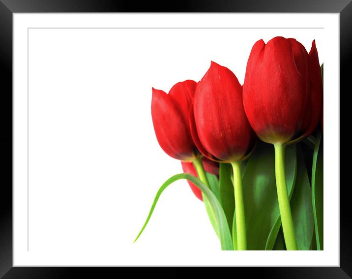 red tulips Framed Mounted Print by Heather Newton