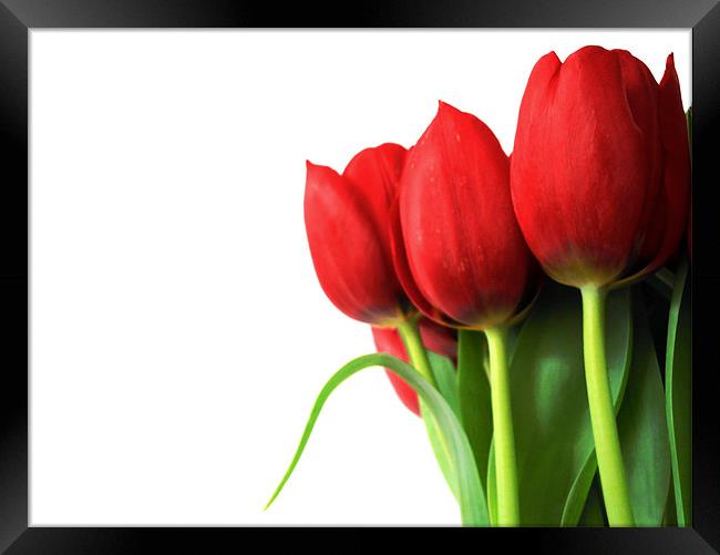red tulips Framed Print by Heather Newton