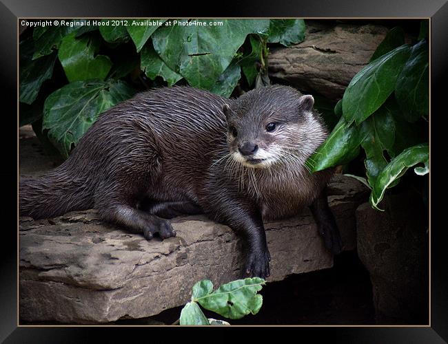 Otter Framed Print by Reginald Hood