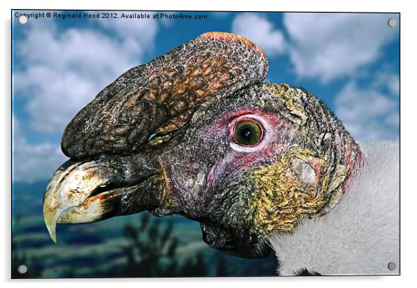 South American Condor Acrylic by Reginald Hood