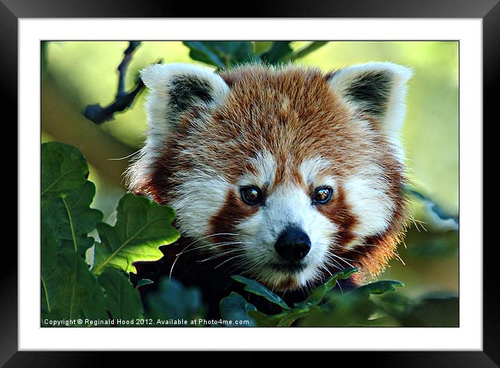 Red Panda Framed Mounted Print by Reginald Hood