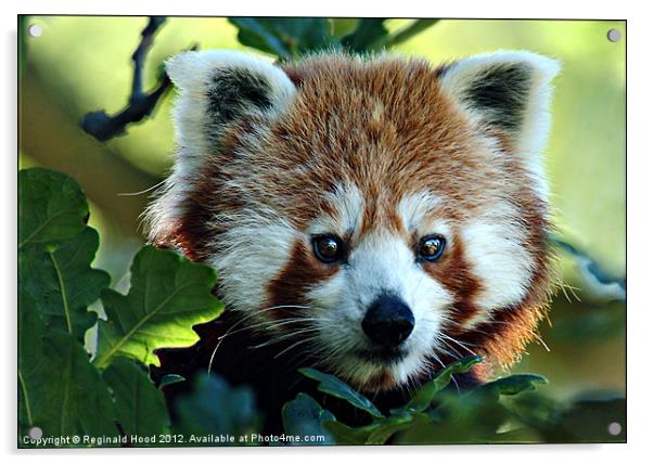 Red Panda Acrylic by Reginald Hood