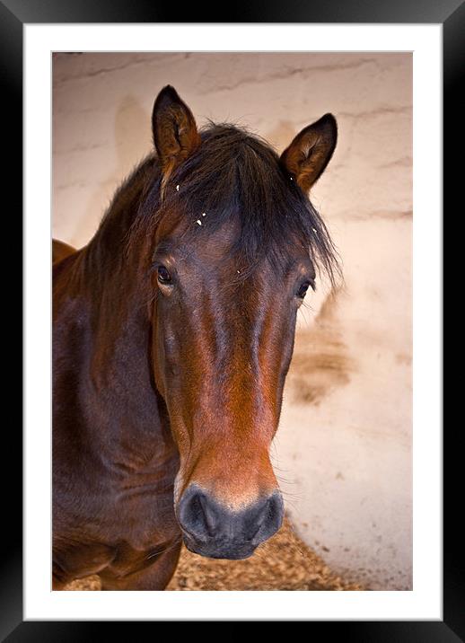 Chestnut horse Framed Mounted Print by Kevin White