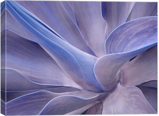 Agave in Shades of Lilac Canvas Print by Bel Menpes