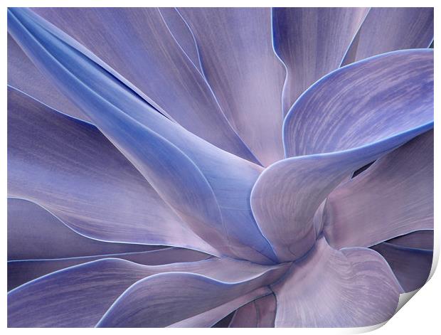 Agave in Shades of Lilac Print by Bel Menpes