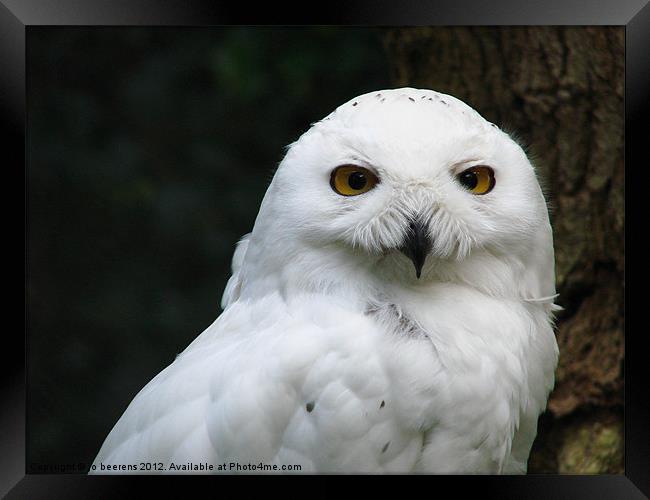 yellow eyes Framed Print by Jo Beerens