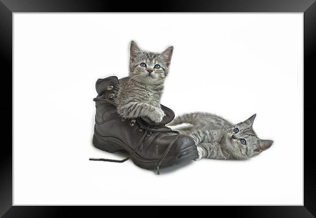 Puss in Boots Framed Print by Peter Oak