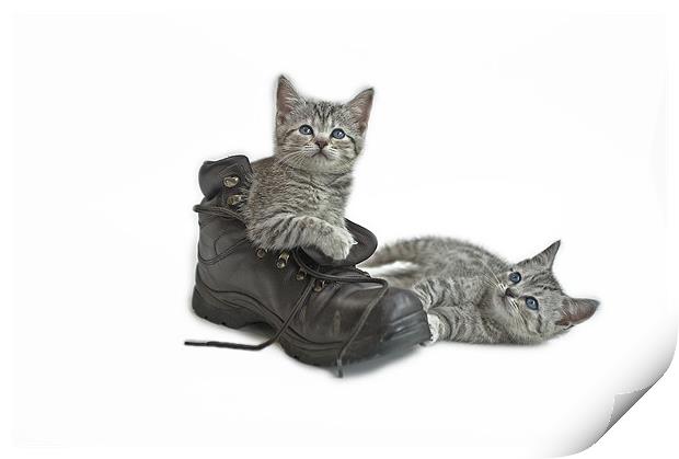 Puss in Boots Print by Peter Oak