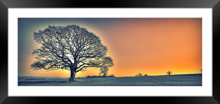 OAK TREES SUN SET GLOW Framed Mounted Print by martin kimberley