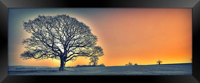 OAK TREES SUN SET GLOW Framed Print by martin kimberley