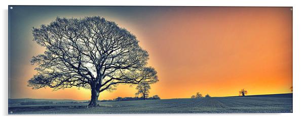 OAK TREES SUN SET GLOW Acrylic by martin kimberley