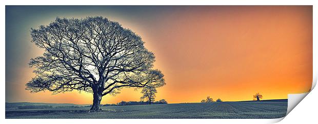 OAK TREES SUN SET GLOW Print by martin kimberley