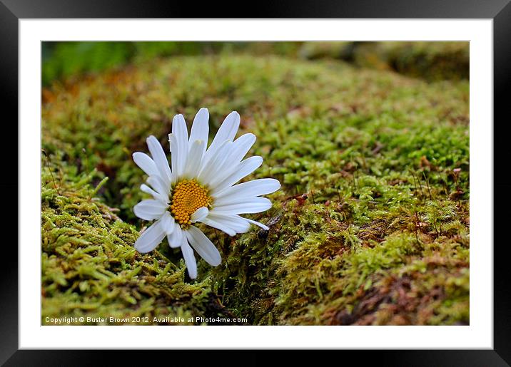 Daisy on Green Moss Framed Mounted Print by Buster Brown