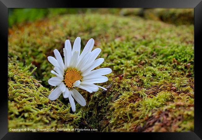 Daisy on Green Moss Framed Print by Buster Brown